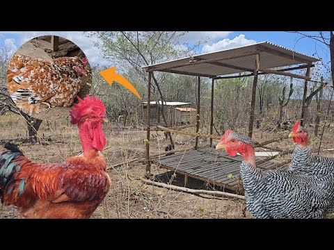 🔨 Novo Galinheiro em Construção + Perdas Misteriosas e Dúvidas dos Inscritos