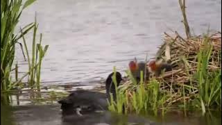 Tiếng chim sâm cầm trộn trích ré