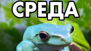 Среда