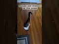  Detectives arrived to question possible witnesses #catlovers #funny #lawandordersvu