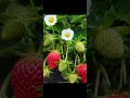 strawberry 🍓 plant 🌱 #strawberry
