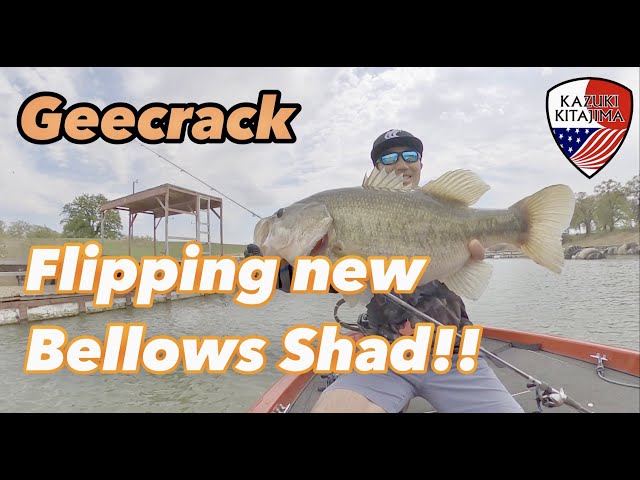 Bellows Shad - Flipping Shallow Catching a Giant Bass in Texas