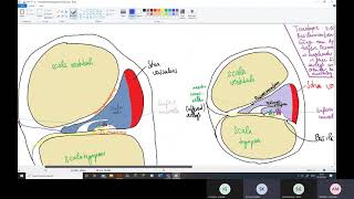 Physiologie: Ohr 2 – Innenohr, Cochlea, Endolymphe, Corti-Organ