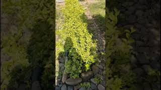 видео: формирование бордюра из вариегатной бирючины...  вариегатные бересклеты в бонус 😜😜😜...  3.06.2023г. картинка: формирование бордюра из вариегатной бирючины...  вариегатные бересклеты в бонус 😜😜😜...  3.06.2023г.