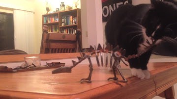 The Master Switch & the Future of Libraries According to an Astute Cat