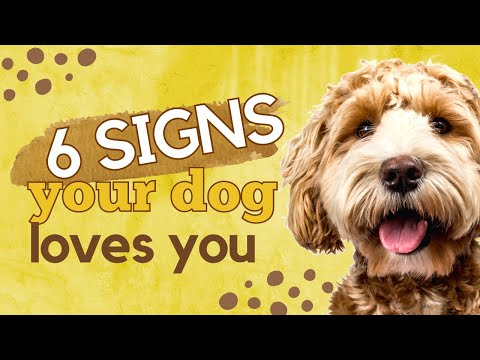Video: 6 semne câinele dvs. vă iubește