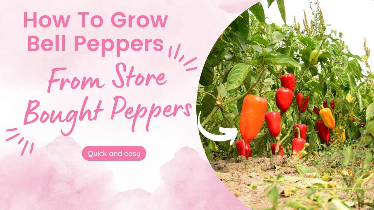 How To Grow Peppers From Store Bought Peppers YouTube How To Grow Peppers From Store Bought Peppers YouTube