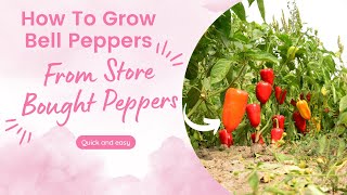 How To Grow Peppers From Store Bought Peppers