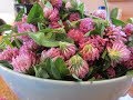 Harvesting Red Clover