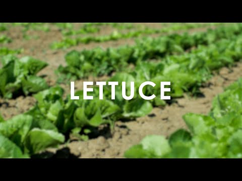 Lettuce   In Season Now