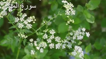 سورة المدثر | الشيخ محمود المنشاوي  | surah Al Muddaththir