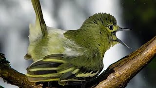 Sirtu Gacor Bikin Emosi Lawan