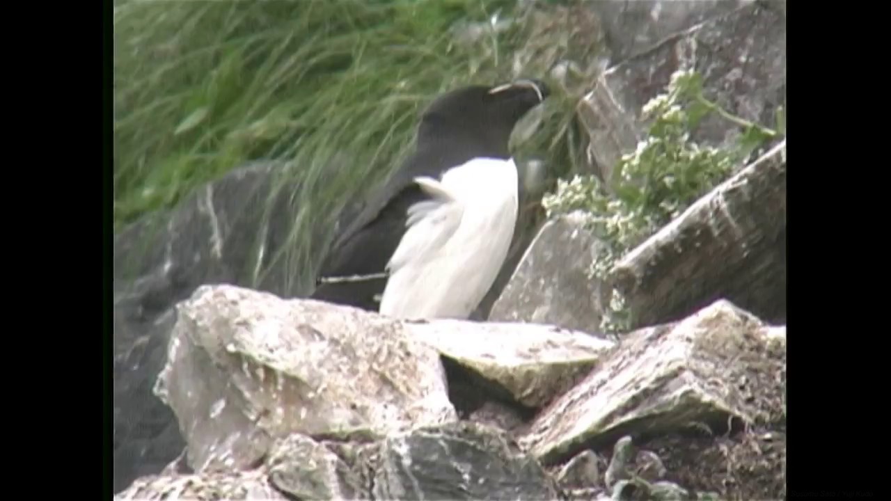 オオハシウミガラス（1）繁殖地（ノルウェー） - Razorbill - Wild Bird - 野鳥 動画図鑑 