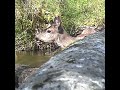 Deer peeks over creek bridge (aka log) then a tail flip