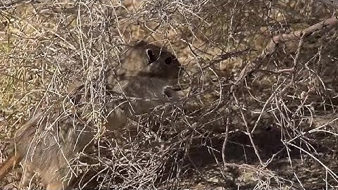 Gopher Nibbles Bushes Stock Video