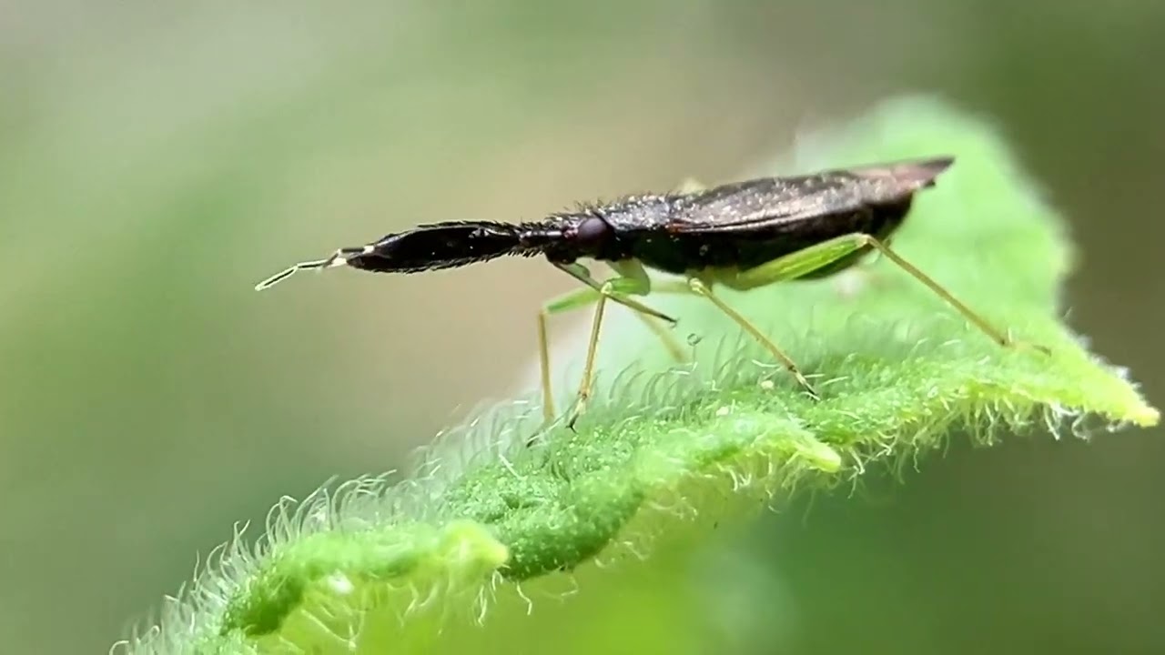 Heterotoma planicornis, a Plant Bug in the family Miridae