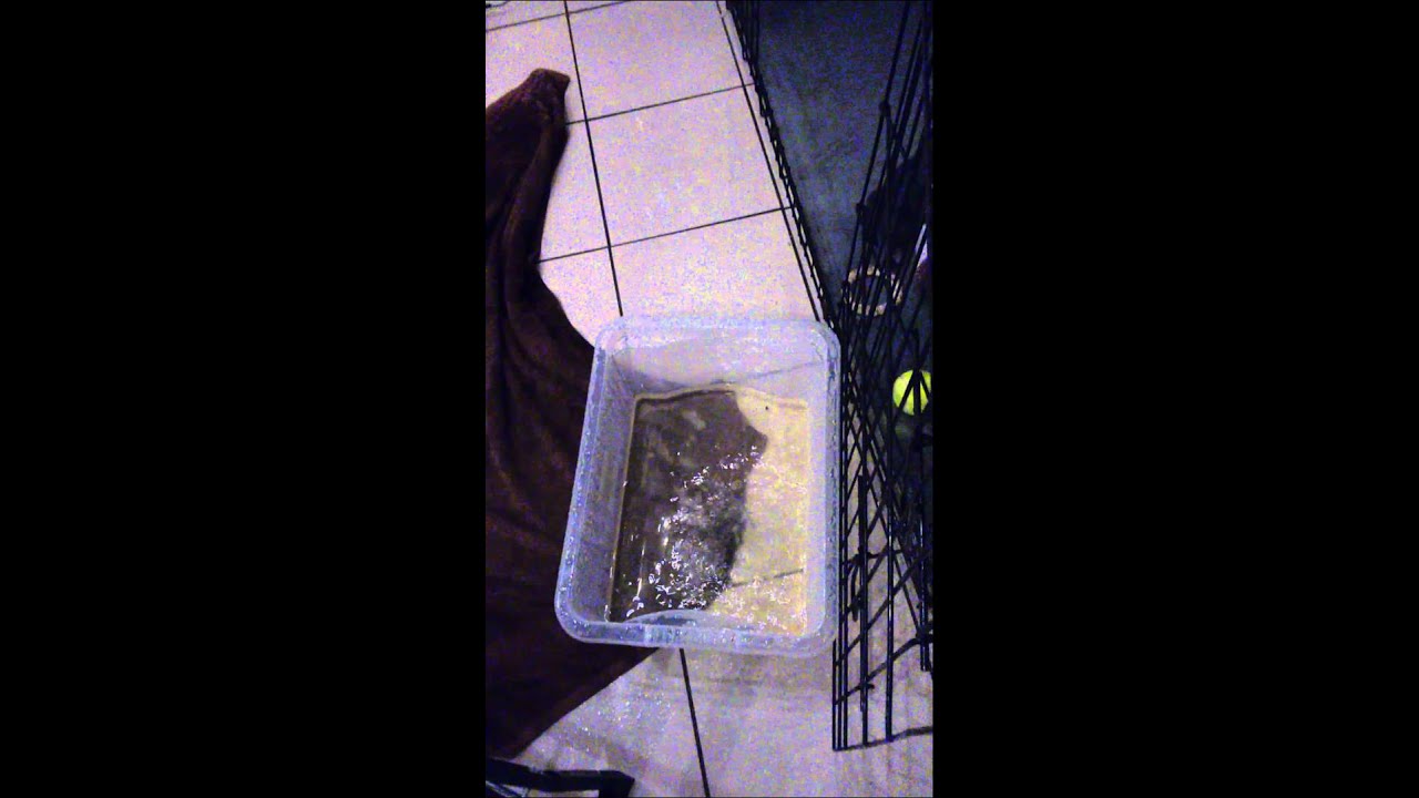 Crest Nicholson - Our leaking house - Leak #1