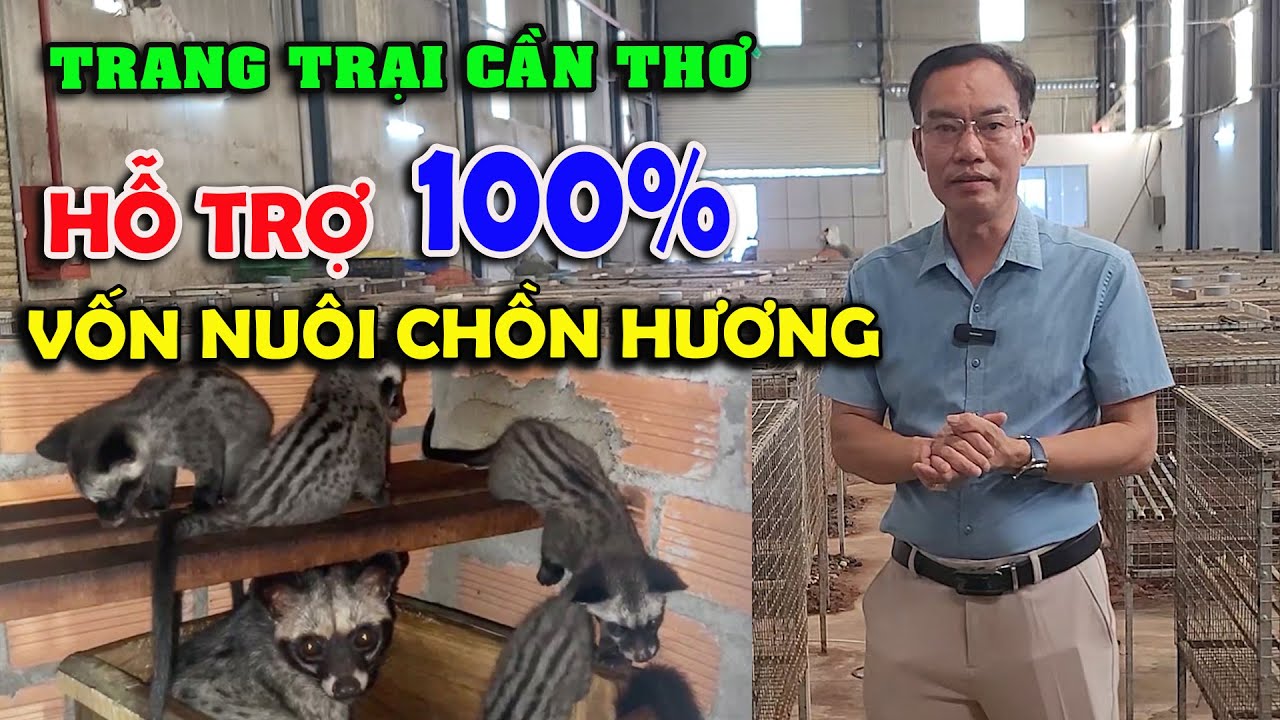 Trại Chồn Hương Giống Cần Thơ Hỗ Trợ 100% Vốn Cho Bà Con Khởi Nghiệp Nuôi Chồn Hương |Chăn Nuôi Việt