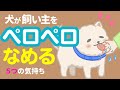 理由は1つじゃない!犬が人の手や顔をなめる5つの気持ち
