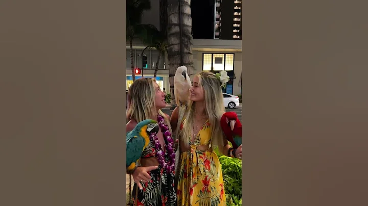 Would you do this in hawaii? #travel #travelvlog #traveling #vlog #birds #hawaii #hawaiian #outfit