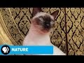 Understanding Cats: Evolution and Nature
