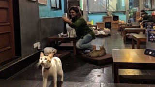 Cat Cafe Studio in Mumbai | Unique Cafe Helps You Relax With Cats | Witty Scoop Vlog #15