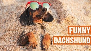 Funny Dachshund Compilation by I Love My Dog 267 views 4 years ago 5 minutes, 42 seconds