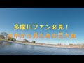多摩川ファン必見。あの巨大魚を水中から撮影。