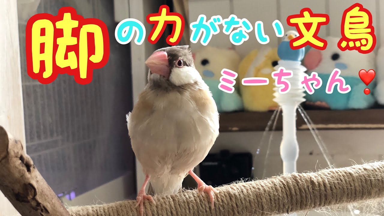 文鳥 足 に 力 が 入ら ない