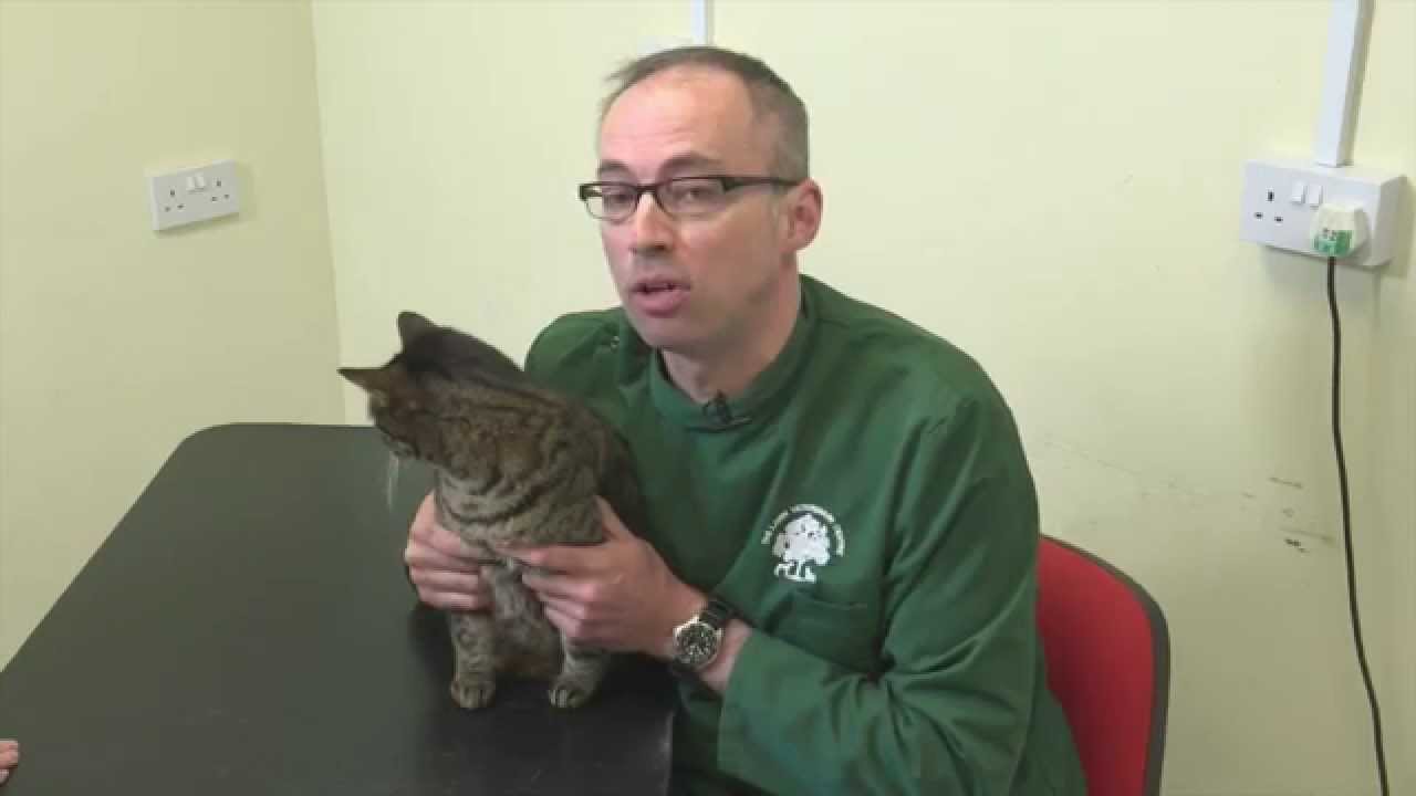 Pet Care Tips- How to give a pill to a cat Pet Care Tips- How to give a pill to a cat