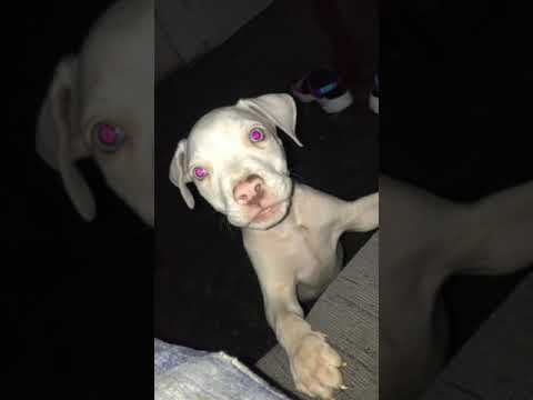 Perro pitbull ladrando