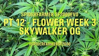 Spider Farmer SF2000 + 4x2x6 Grow Tent + 6” Clip Fan PT 12 - Flower Week 3