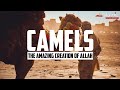 Ability of camels   the amazing creature of allah  islamic knowledge official