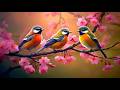 Soothing Piano Bird Sounds For Stress Relief No Ads Nature Sounds For Relaxation Focus Sleep