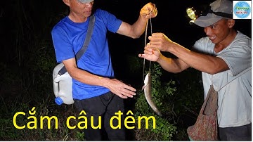 438 | Cắm câu cá lóc về nướng trui P1 | Fishing