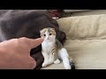 子猫にあっちむいてホイ！！した結果ｗｗｗ