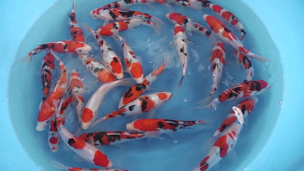 KAT-010 Kataoka Tosai Sanke