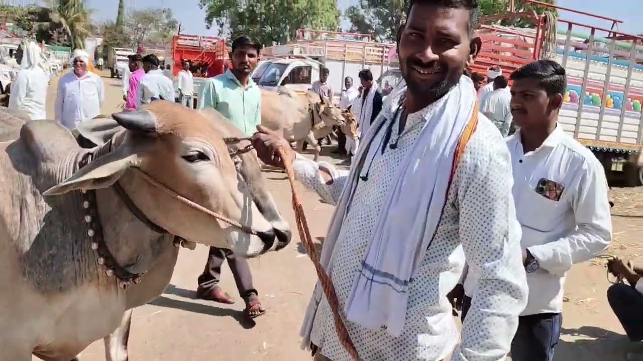 #प्रसिद्ध देऊळगाव राजा बैल बाजार 🔥दि.7 मार्च 2026- #गावरान बैल बाजार #बैल बाजार देऊळगाव राजा#बैल💯💥