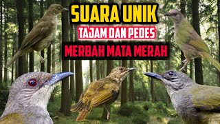 Burung MERBAH MATA MERAH gacor dor tembakan pedes dan SUPER TAJAM. cocok buat pikat dan MASTERAN!!!