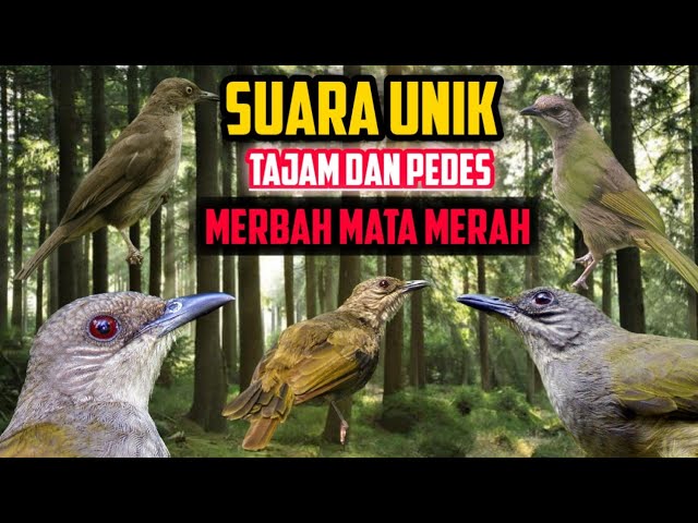 Burung MERBAH MATA MERAH gacor dor tembakan pedes dan SUPER TAJAM. cocok buat pikat dan MASTERAN!!! class=