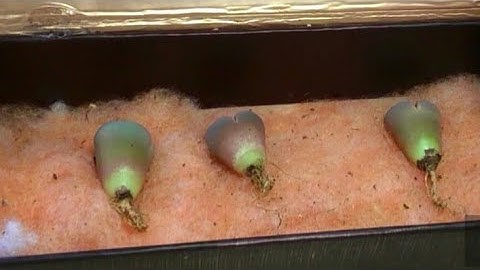 Lithops unboxing & root trimming