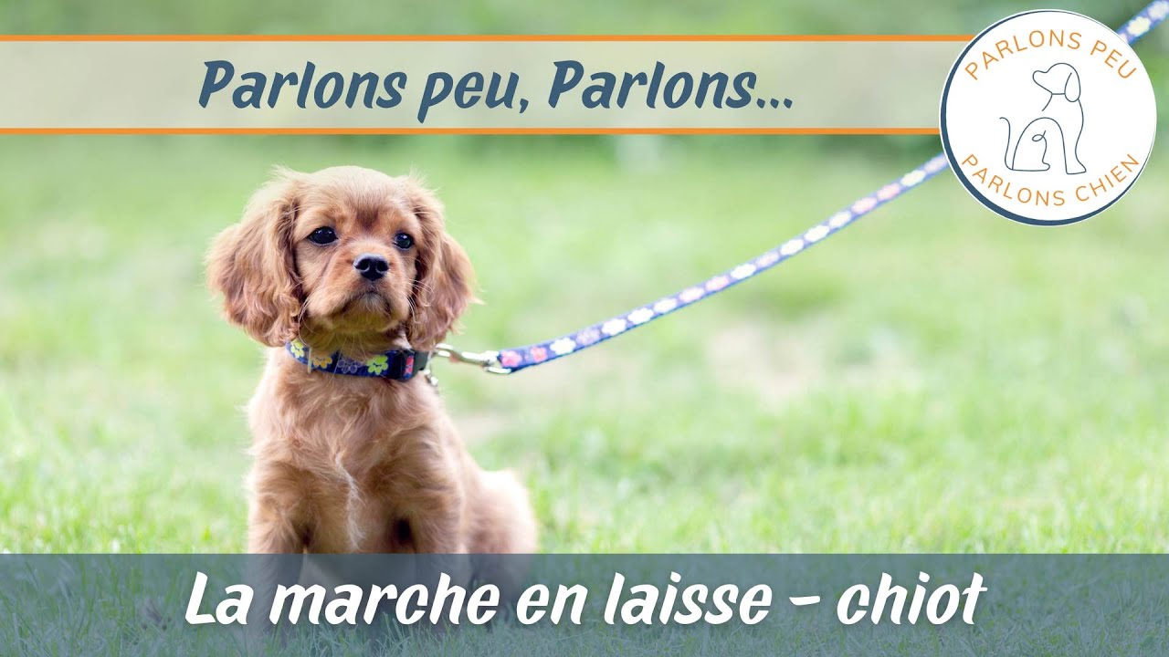 Parlons peu, parlons chien : la marche en laisse chez le chiot