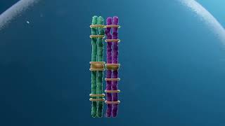 Study Reveals Genetic Factors Influencing Pregnancy Loss