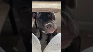 Human-Dog Conversation During Work Session