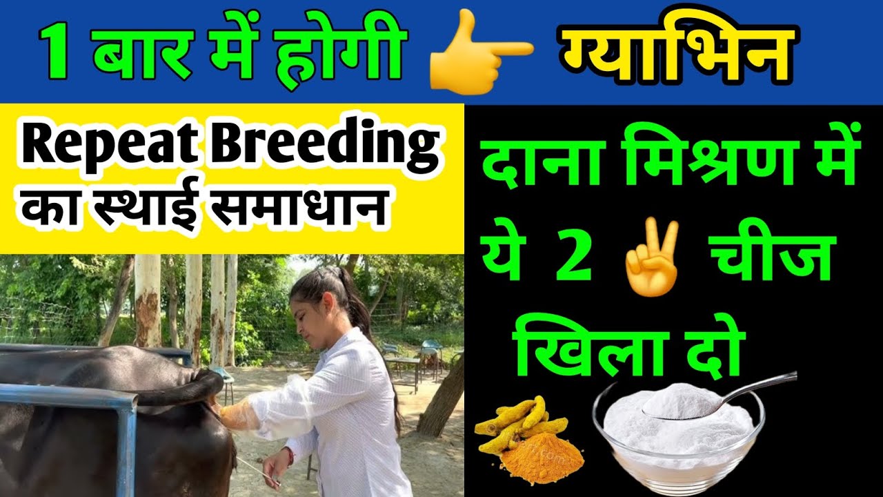 No.1 फार्मूला 👍 गाय-भैस ग्याभिन होगी 1 बार मे✅️Repeat Breeding Treatment in cow🐄&buffalo🐃#Pilania...