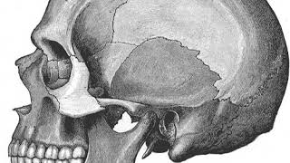 Biostratinomy | Wikipedia audio article