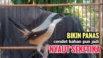 toet toet suara cendet gacor Di PAGI HARI sangat efektif buat Pancingan cendet diam agar cpt bunyi