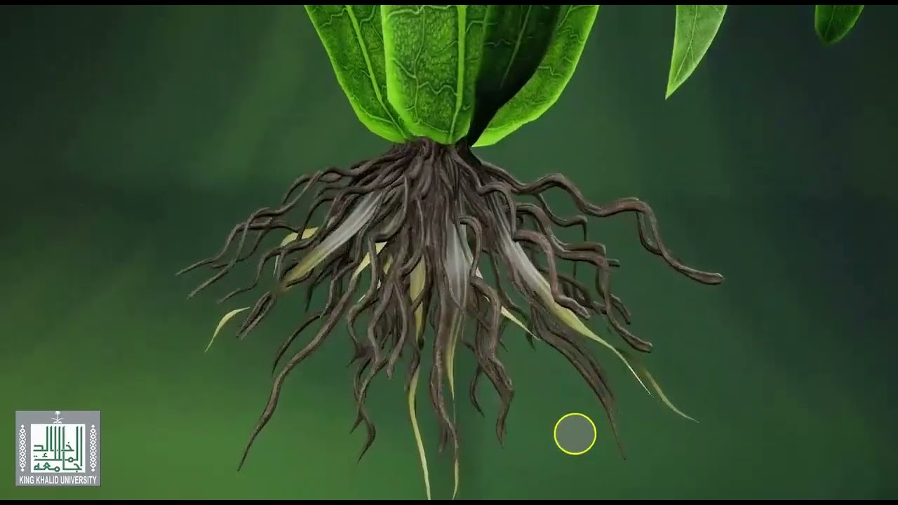 جذور النباتات