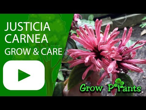 Justicia carnea-成長とケア-屋内または屋外（ユニークな花）