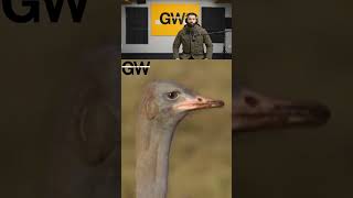 🐆🦤 leopard vs ostrich! wild survival battle 😱🔥 #wildlife #animals #shorts
